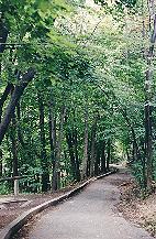 Path into Balfour Park